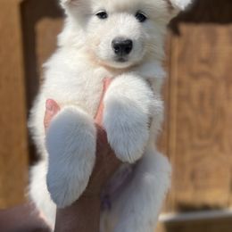 Samoyed Puppies from Sugar Sweet Samoyeds