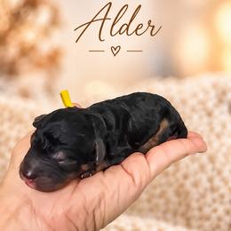 Alder - Phantom male Bernedoodle puppy in Erda, Utah from Country Lane Doodles