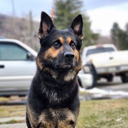 Kuno - German Shepherd