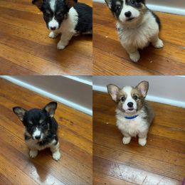 Pembroke Welsh Corgi Puppies from Alegandra’s Pembroke Welsh Corgis