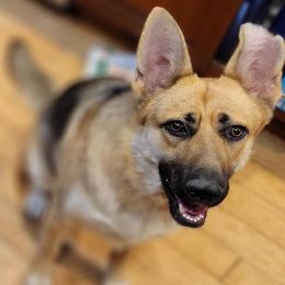 German Shepherds from CMK GERMAN SHEPHERD DOGS