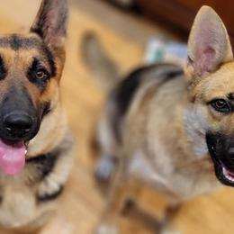 German Shepherds from CMK GERMAN SHEPHERD DOGS