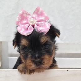 Trixie - Blue and gold female Yorkshire Terrier puppy in Monticello, Iowa from Ashley’s Puppies