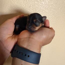 Marlow - Black and tan male Yorkshire Terrier puppy in Phoenix, Arizona from Yuma Yorkie Co.