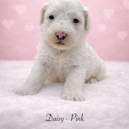 Daisy - White female Sheepadoodle puppy in Thornville, Ohio from Four Front Doodles & Friends