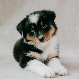 Lexington(Lexi) - Black tri-color female Australian Shepherd puppy in Aberdeen, North Carolina from Huckleberry Hill Aussies LLC.