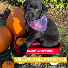 Labrador Retriever Puppies from Sherene's Labradors