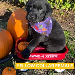 Labrador Retriever Puppies from Sherene's Labradors