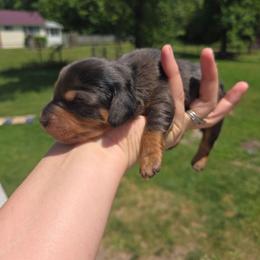 Silver Dapple Female - Dapple female Dachshund puppy in Reedsville, Pennsylvania from Leanna's Labradors and Miniature Dachshunds