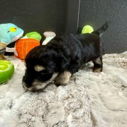 Margarita - Black and silver female Miniature Schnauzer puppy in St. Augustine, Florida from Ancient City Schnauzers