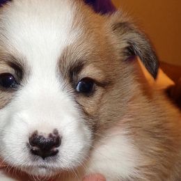 Dachshunds and Pembroke Welsh Corgis from P and G Farm