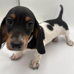 Dachshund Puppies from Pine & Pasture Dachshunds