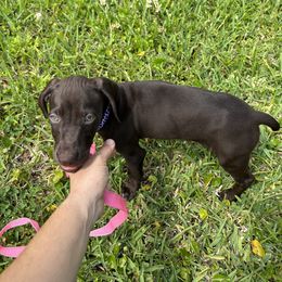 Girl 1 - Liver German Shorthaired Pointer puppy in Jacksonville, Florida from Good-Times K9