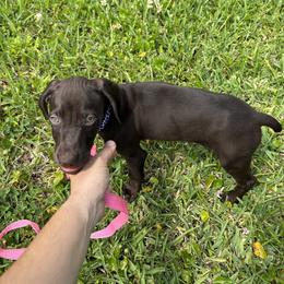 Girl 1 - Liver German Shorthaired Pointer puppy in Jacksonville, Florida from Good-Times K9