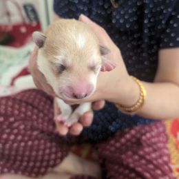 Girl 1 - Red female Shiba Inu puppy in Rohnert Park, California from Shiba Inn