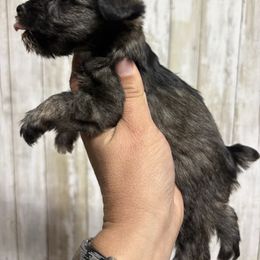 Ariel - Black and silver female Miniature Schnauzer puppy in Eunice, Louisiana from 4J's Cajun Kennels
