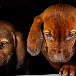Grey girl - Red female Bloodhound puppy in Conway, Missouri from Ozark Mountain Kennel