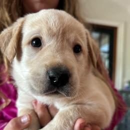 Green collar male - Yellow male Labrador Retriever puppy in Clayton, North Carolina from The Homestead at Little Creek