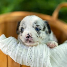 Gemelli - Blue merle female Miniature Australian Shepherd puppy in Fort Collins, Colorado from Basil’s Sweet Creatures