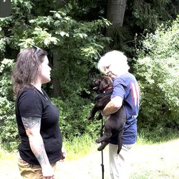 Labrador Retriever Puppies from Rose Gold Retrievers