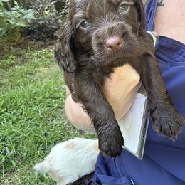 Cocker Spaniel Puppies from Jamie’s Sweet Spaniels