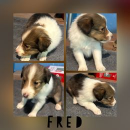 Fred - Sable and white male Shetland Sheepdog puppy in Pensacola, Florida from Nancy Barger's Siberian Huskies