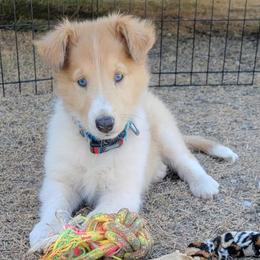 Scottish Collie Puppies from Sundance Scottish-Colleys
