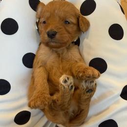Crème collar - Apricot female Goldendoodle puppy in Ridgewood, New Jersey from Jessie’s Doodles