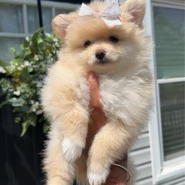 Pomeranian puppies from Nel’s Pomeranians