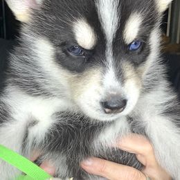 Siberian Husky Puppies from Debra's Huskys