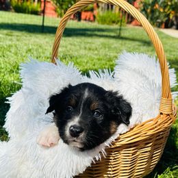 Ryker - Black tri-color Australian Shepherd puppy in Vista, California from Cummings Family Aussies