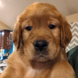 Golden Retriever Puppies from 10 Piece Golden Nugget Retrievers