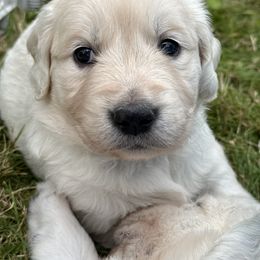 Golden Retriever Puppies from Avalon English Retrievers