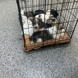 Miniature Schnauzer Puppies from Lovey Mini Schnauzers