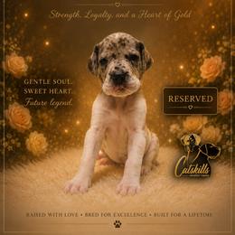 Fuscia - Mantle merle female Great Dane puppy in Liberty, New York from Catskills Greatest Danes