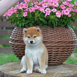 Shiba Inu Puppies from Shiba Inu of Matrix