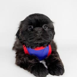 Dax - Sable male Shih Tzu puppy in League City, Texas from Divine Pups