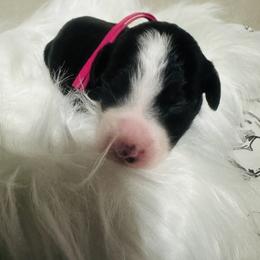 Aussiedoodle and Miniature Australian Shepherd Puppies from The Finished Dog