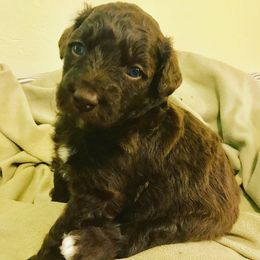 Aussiedoodle Puppies from Aussiedoodles of Oregon