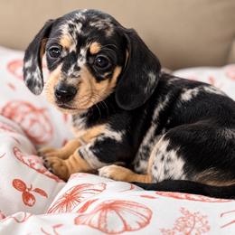 Eclipse - Dapple male Dachshund puppy in Salem, Oregon from Longdox Mini Dachshunds