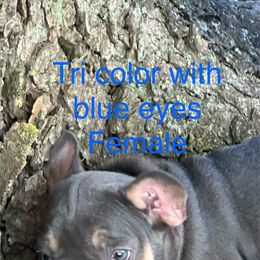 French Bulldog Puppies from Josh Hansen