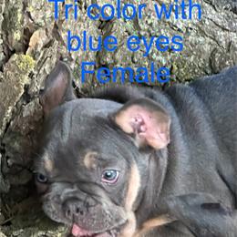 French Bulldog Puppies from Josh Hansen