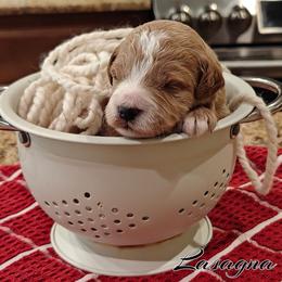 Lasagna (Red Collar) - Cream female Goldendoodle puppy in Guthrie, Oklahoma from Edmond Doodles, LLC