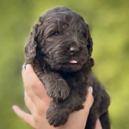 Mrs. Aimee - Chocolate female Assorted Doodle Crosses puppy in Kansas City, Missouri from Beary GoldenDoodles