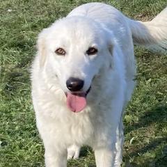 Arianna - Maremma Sheepdog