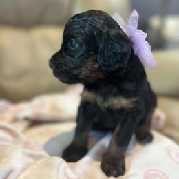 Cindy Lou - Phantom female Bernedoodle puppy in Sherman, Illinois from Shirl Doodle Life