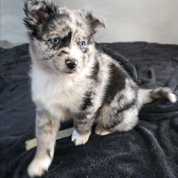 Skoll - Merle male Pomsky puppy in Omaha, Nebraska from Wolfpack Pomskies