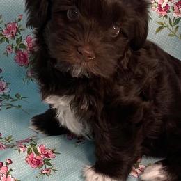 Havanese Puppies from Dreamworks Havanese