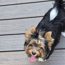 Guiness - Black tan and white male Biewer Terrier puppy in Chesapeake, Virginia from Bellissima Biewers & Yorkies