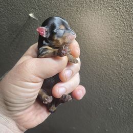 Yorkshire Terrier Puppies from Indiana yorkies
